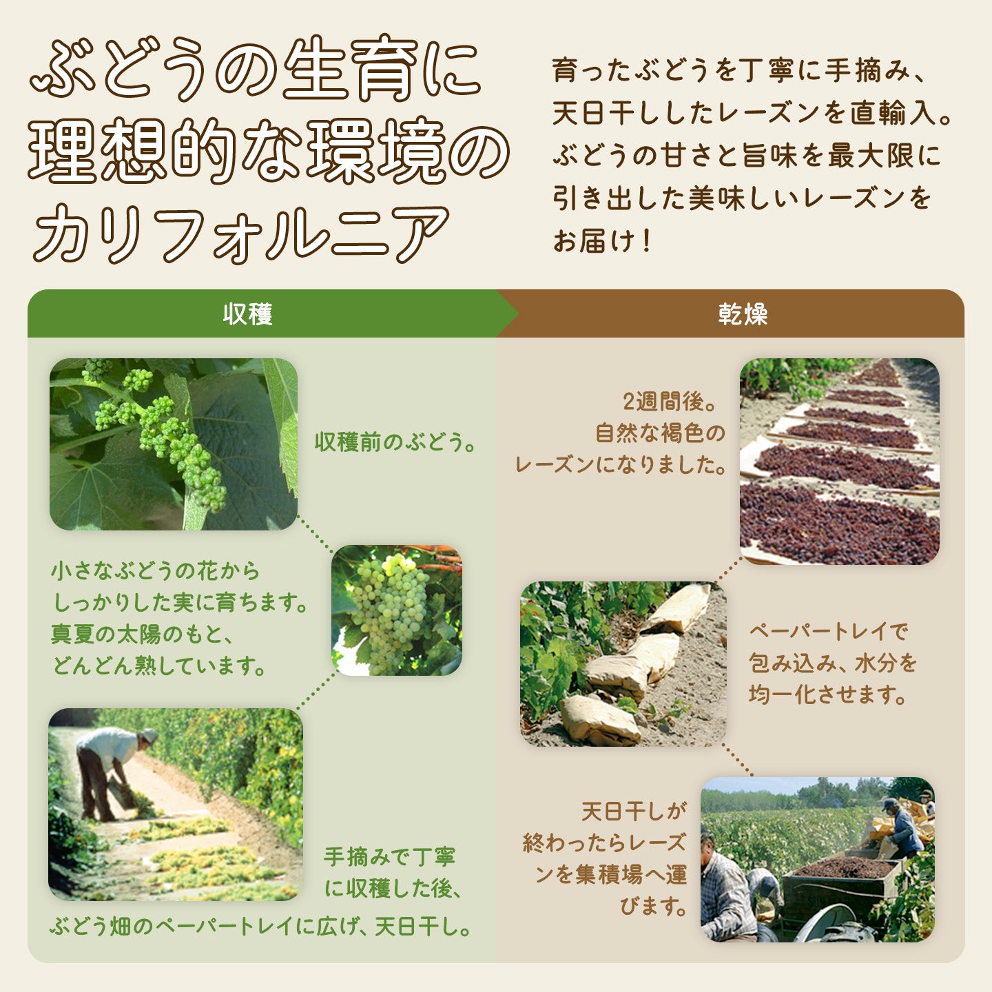 カリフォルニア産 ノンオイルレーズン ≪500g≫