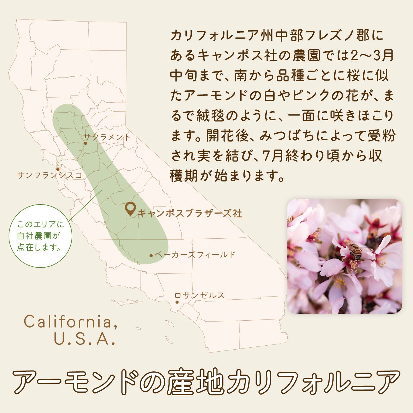 アメリカ産「生」アーモンド≪1kg≫