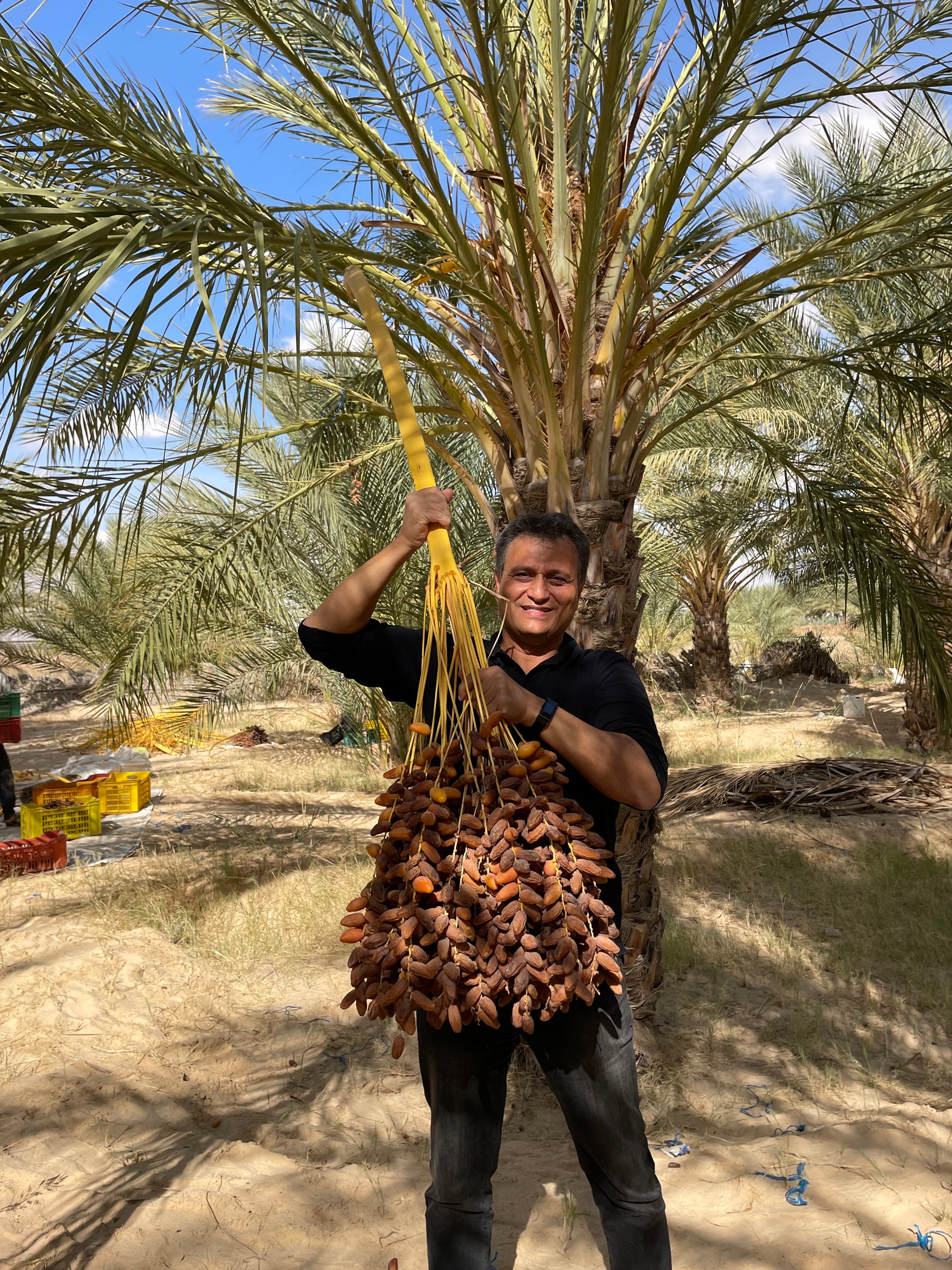 【有機JAS認証】チュニジア産 オーガニック種抜きデーツ≪160g≫